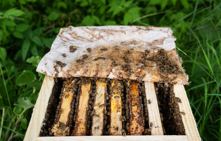 Macro photo of a bee hive on honeycombs. Bees produce fresh, healthy, honey. Beekeeping conceptの写真素材