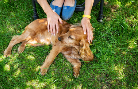 The girl strokes her dog breed Cocker Spaniel, on the street, in the park. Pets, a dog is man's best friendの写真素材