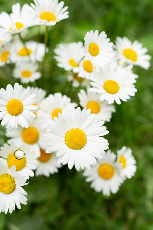 Beautiful bouquet of white daisies on the grass. Flower surpriseの写真素材