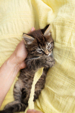 A small funny charming kitten plays with a girl on the street with a small cord. Top view, close-upの写真素材