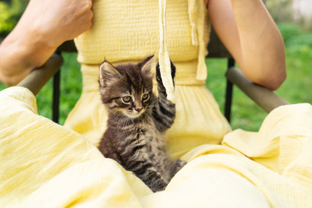 A small funny charming kitten plays with a girl on the street with a small cord. Outdoor recreationの写真素材