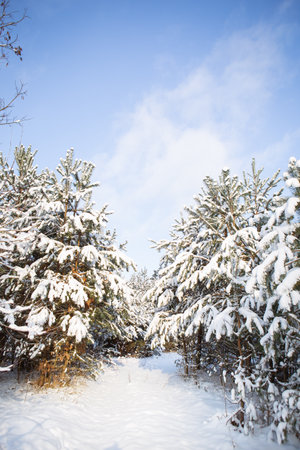 Snow-covered pine forest in nature during a snowstorm. A beautiful sunny dayの写真素材