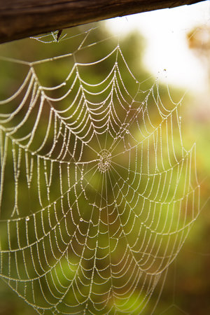 morning dew on a spider web, close-up.の写真素材