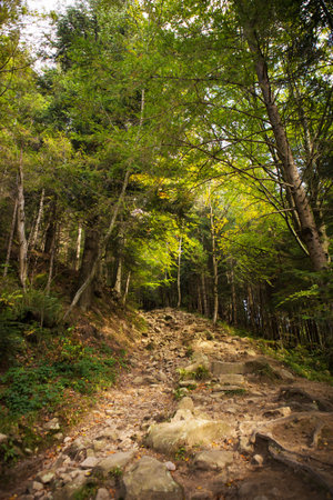very beautiful autumn panoramas of the Carpathians, Ukraine.の写真素材