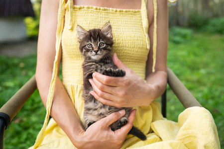 A happy kitten enjoys being petted by a woman's hand. A beautiful little kitten sits in the arms of a girl in a yellow dress. The kitten looks at the cameraの写真素材