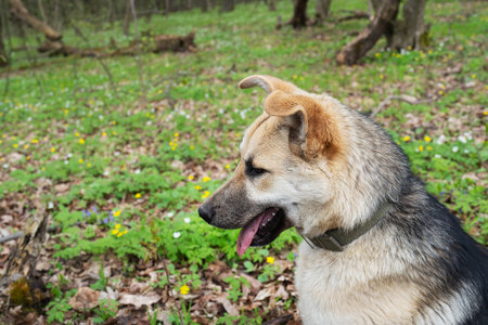 A beautiful dog walks through the forest, plays and runs in the park. Joyful dog in the forest, the dog sits on the grass with flowers. Portrait of a dogの写真素材