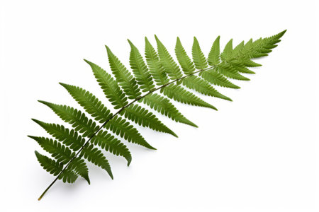 Green Fern leaf lie on white backgroundの素材