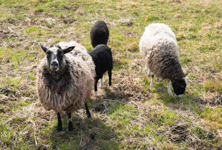 Three sheep, black and white, are grazing in a field with trees and bushes in the background. One sheep looks at the camera in surpriseの写真素材