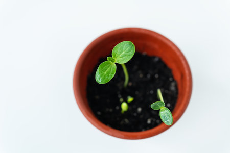 This is a photo of a small plant in a terracotta pot with two leaves on a white backgroundの写真素材