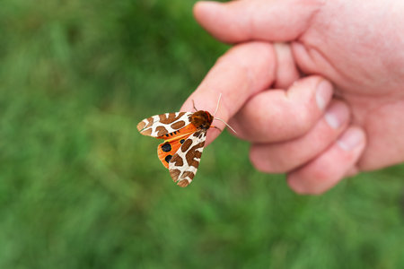 A hand holds a butterfly with orange and black markings on its wings. The background is a green fieldの写真素材