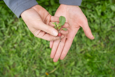 This image shows two hands holding a small radish. It symbolizes growth, ecology and care for nature