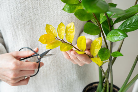 The image shows a girl trimming yellow leaves from a healthy green potted plant, promoting plant careの写真素材