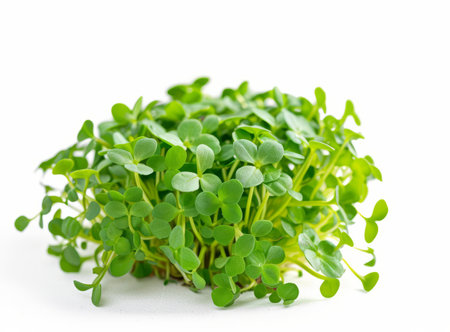 Fresh, vibrant green microgreens isolated on a crisp white background. Delicious and healthy foodの素材