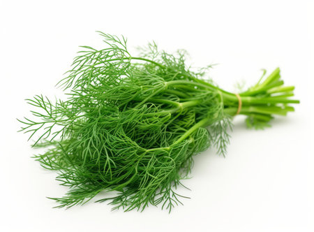 Fresh, vibrant green dill bundle isolated on a clean white backgroundの素材