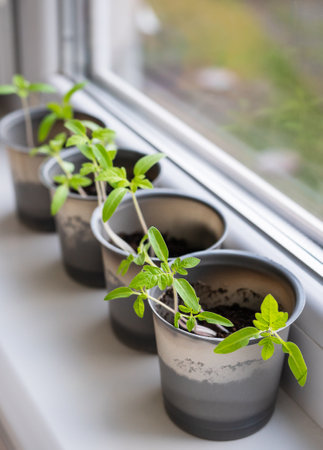 Growing vegetables on the windowsill in the house, young tomatoes in plastic cups on the window. Healthy seedlings, hobby gardening. Vertical photoの写真素材