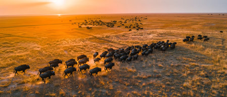 Aerial view of herd of wildebeest grazing in savannah at sunsetの素材