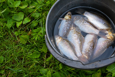 Freshly caught fish in a black bucket on green grassの写真素材