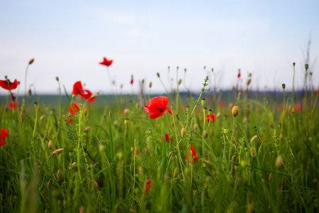 Red poppies blossom vibrantly in a sunny field, showing summer's beauty and natural abundance.の写真素材