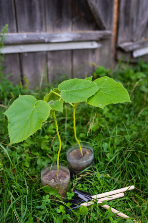 Two young paulownia saplings, potted and ready for planting, sit nestled in lush green grass.の写真素材