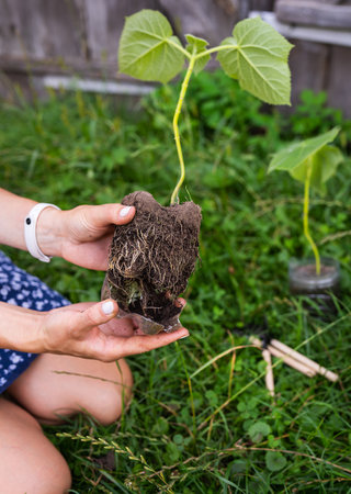 A close-up of hands holding a seedling with visible roots, prepared for planting in a garden, surrounded by lush greenery.の写真素材
