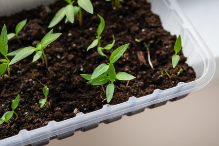 Young pepper plants sprout in a seedling tray filled with dark soil, showing early growth stages of...