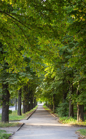 A peaceful path surrounded by lush green trees, casting shade on a sunny day, creating a serene atmosphere in the park.の写真素材