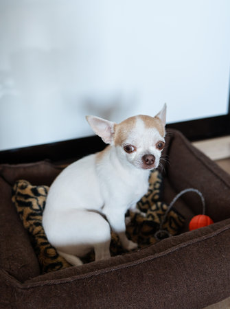 A cute chihuahua dog sits calmly in its cozy brown dog bed, a small orange toy nearby.の写真素材