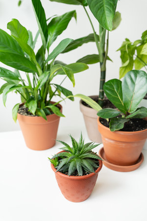 The modern home garden composition is filled with many beautiful plants in pots of different designs. Stylish interior, home gardening conceptの写真素材