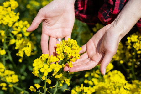 A farmer checks the harvest of a rapeseed field. rural state. The concept of biofuel and reasonable...
