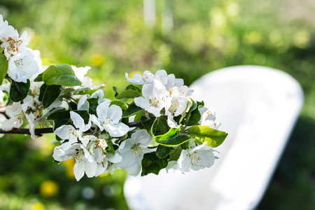 Delicate apple blossoms in full bloom grace a branch, gently curving over a blurred white basin in a sunlit garden.の写真素材