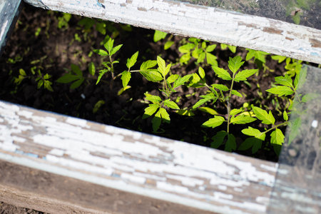Young tomato plants sprout in a weathered wooden garden frame, showing vibrant green leaves under sunlight.の写真素材