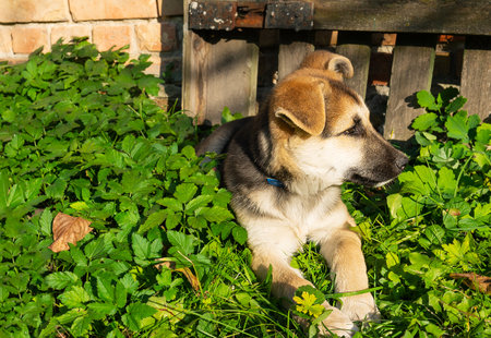 A young, fluffy German Shepherd puppy rests peacefully in a lush green garden, nestled amongst vibrant foliage near an old wooden structure.の写真素材