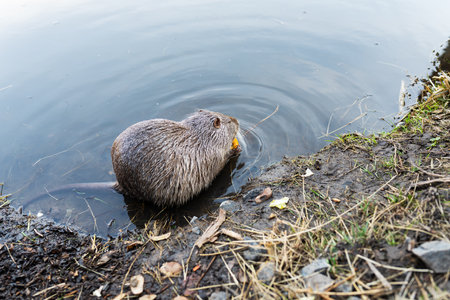 A coypu, also known as a nutria, sits by the water's edge, enjoying a piece of food.の写真素材