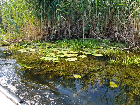 Danube Delta, Romaniaの写真素材