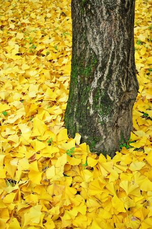 Autumn leavesの写真素材