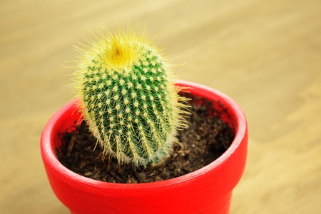 Cactus in a red pot, closeup, wooden backgroundの写真素材