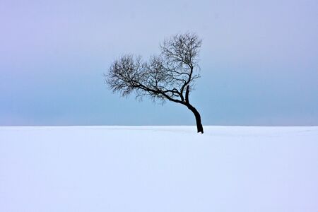 Lonely treeの写真素材