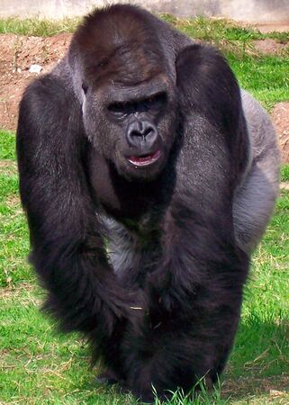Regal gorilla