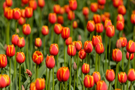 Many red-yellow tulips on green stems, densely covering a flowerbed, the background is green and blurred.の写真素材