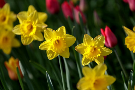 Blooming yellow daffodils in close-up against a background of red tulips and green stems on a sunny spring day.の写真素材