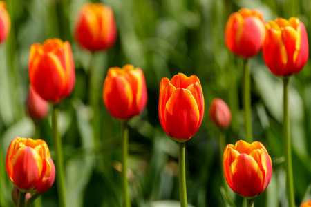 Several red-yellow tulips on green stems, one flower in the center in focus, the rest are blurred on a green background.の写真素材