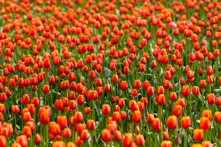 Many red tulips with yellow edges on green stems grow densely in a field.の写真素材