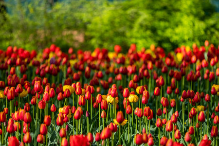 Many red tulips with yellow edges on green stems grow densely in a field.の写真素材