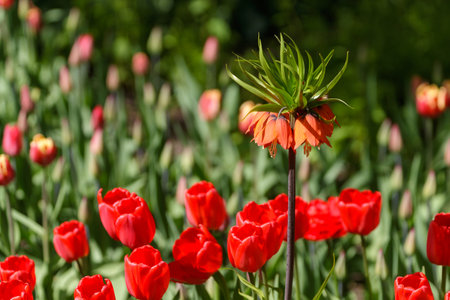 An imperial fritillary flower towers over a field of bright red tulips in a sunny garden.の写真素材