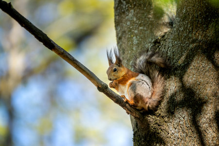 A fluffy squirrel with tufted ears nibbles on a nut, perched on a tree trunk. Wildlife.の写真素材