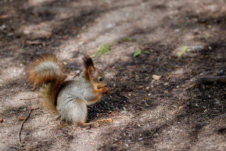 A small squirrel in the process of changing fur, reddish-gray in color, eats something on the ground in the park.の写真素材