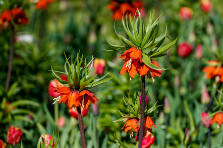 Orange flowers of the imperial fritillary with a green crown of leaves bloom in a sunny garden.の写真素材