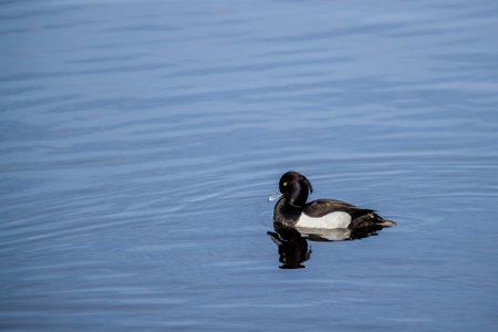 A black and white tufted duck with a yellow eye swims on the blue smooth surface of the water, reflecting in it.の写真素材