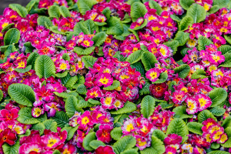 Many blooming primroses of a rich crimson color with yellow centers and green leaves.の写真素材