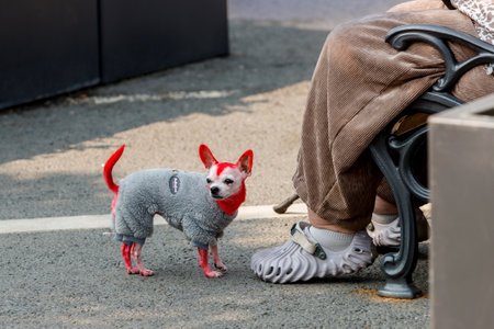 A chihuahua painted red stands next to a person on the street, on an asphalt road.の写真素材